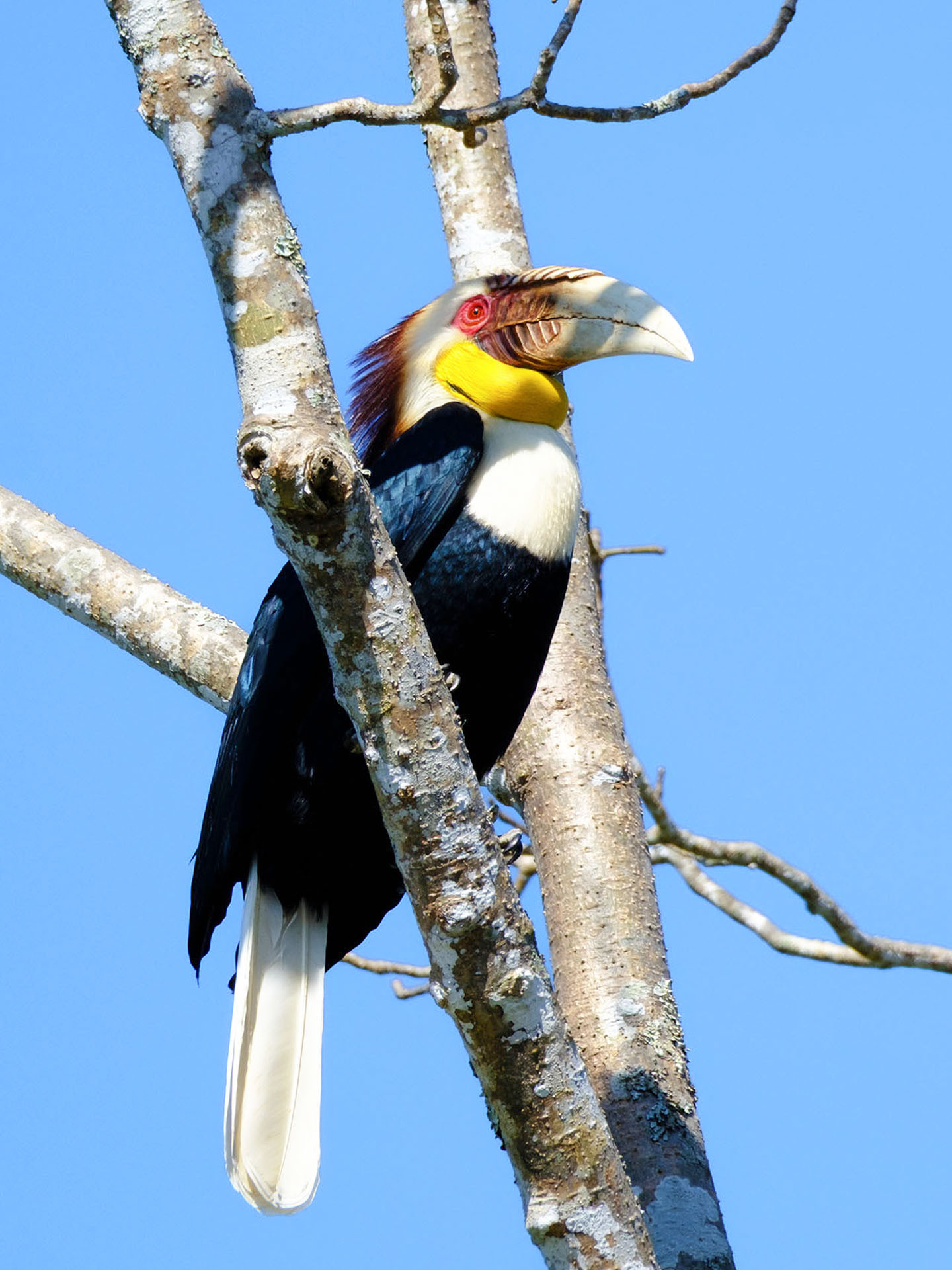 image Wreathed Hornbill